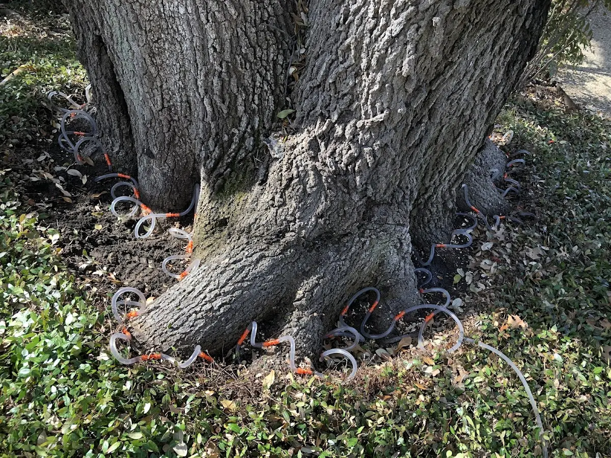 Detailed Tree Cabling and Bracing job site in Carroll