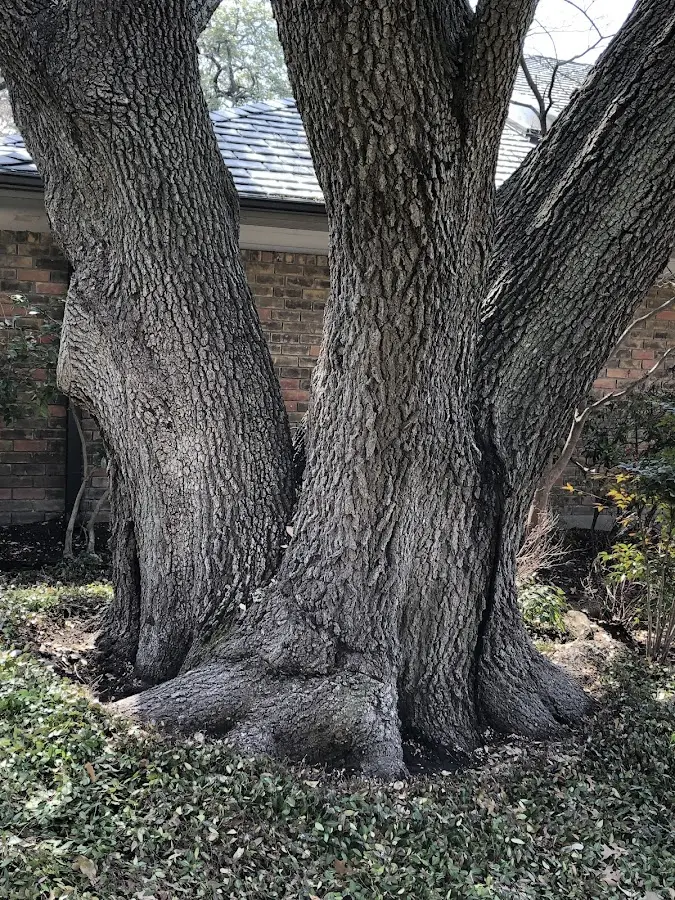 Mature heritage tree close to a Carroll property cared for by certified arborists
